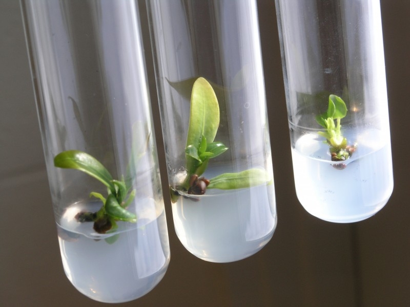 PLANT-TISSUE-CULTURE.jpg