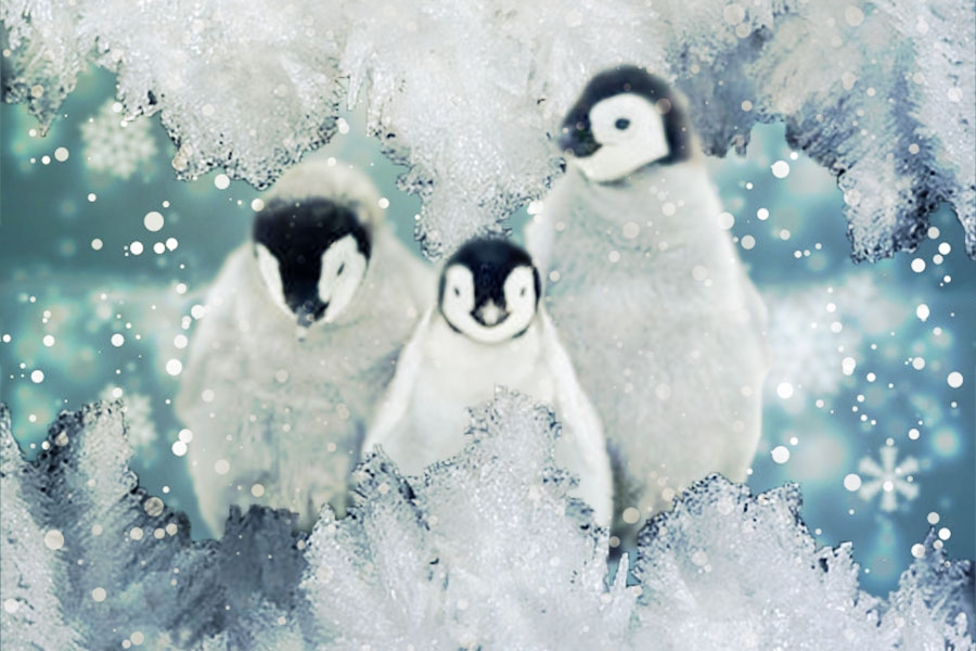 snow1.jpg