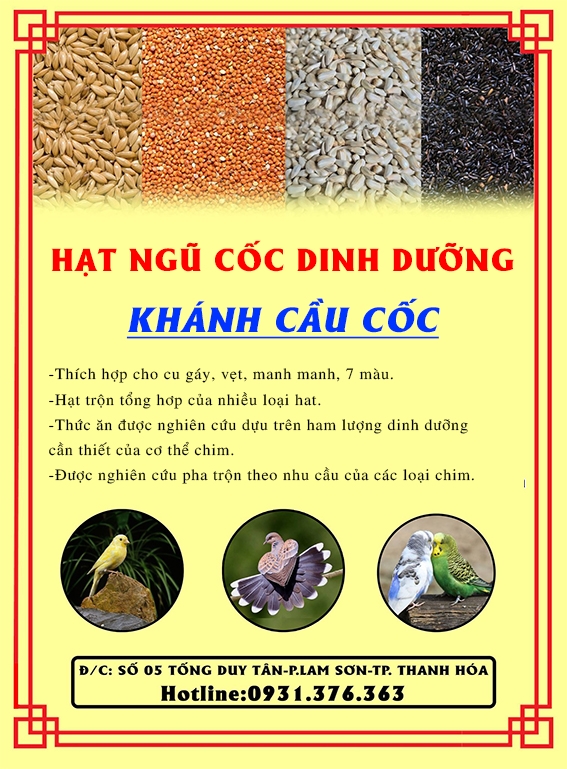 hat ngu coc.jpg