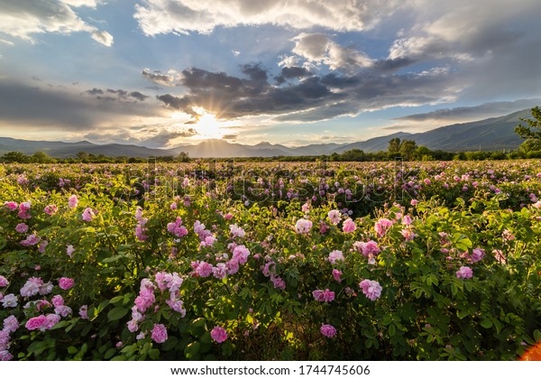 amazing-sunset-over-pink-rose-600w-1744745606.jpg