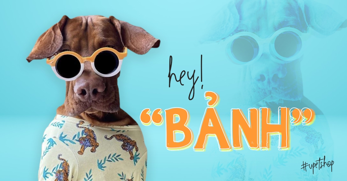 banner-vpetshop3.jpg