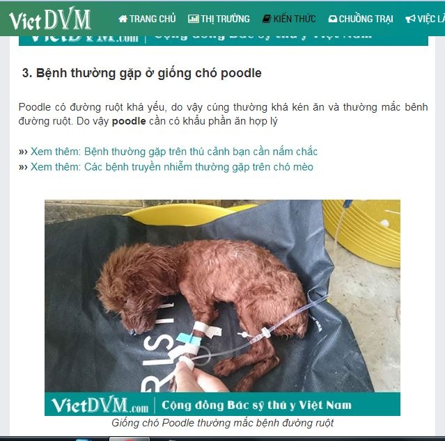 vietdvm-bai-viet-2.JPG