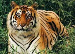 bengal_tiger_3.jpg