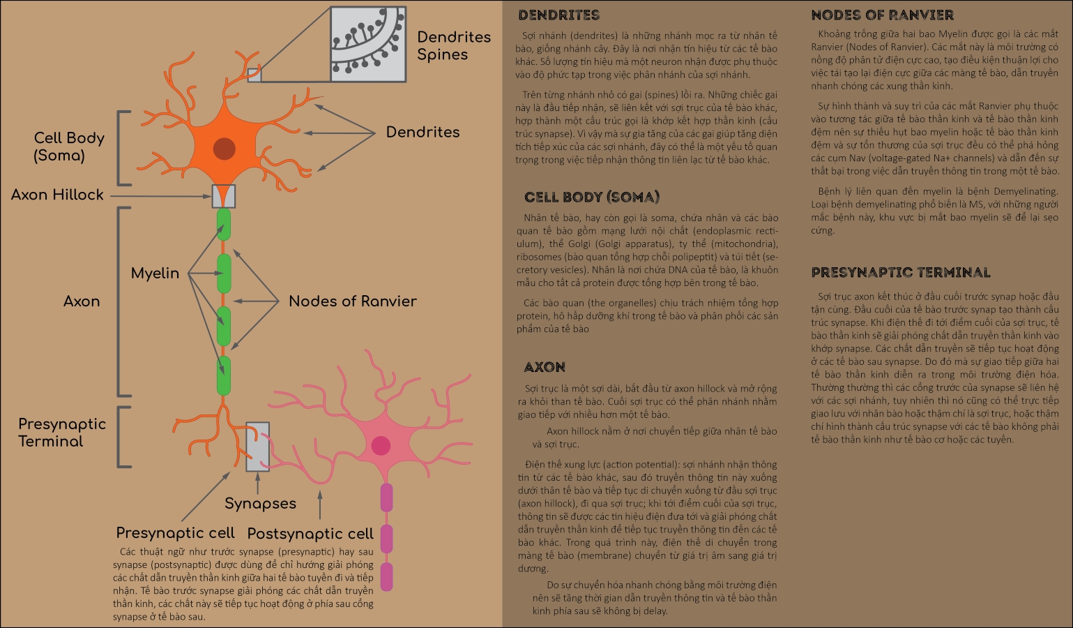 neuron (5).png