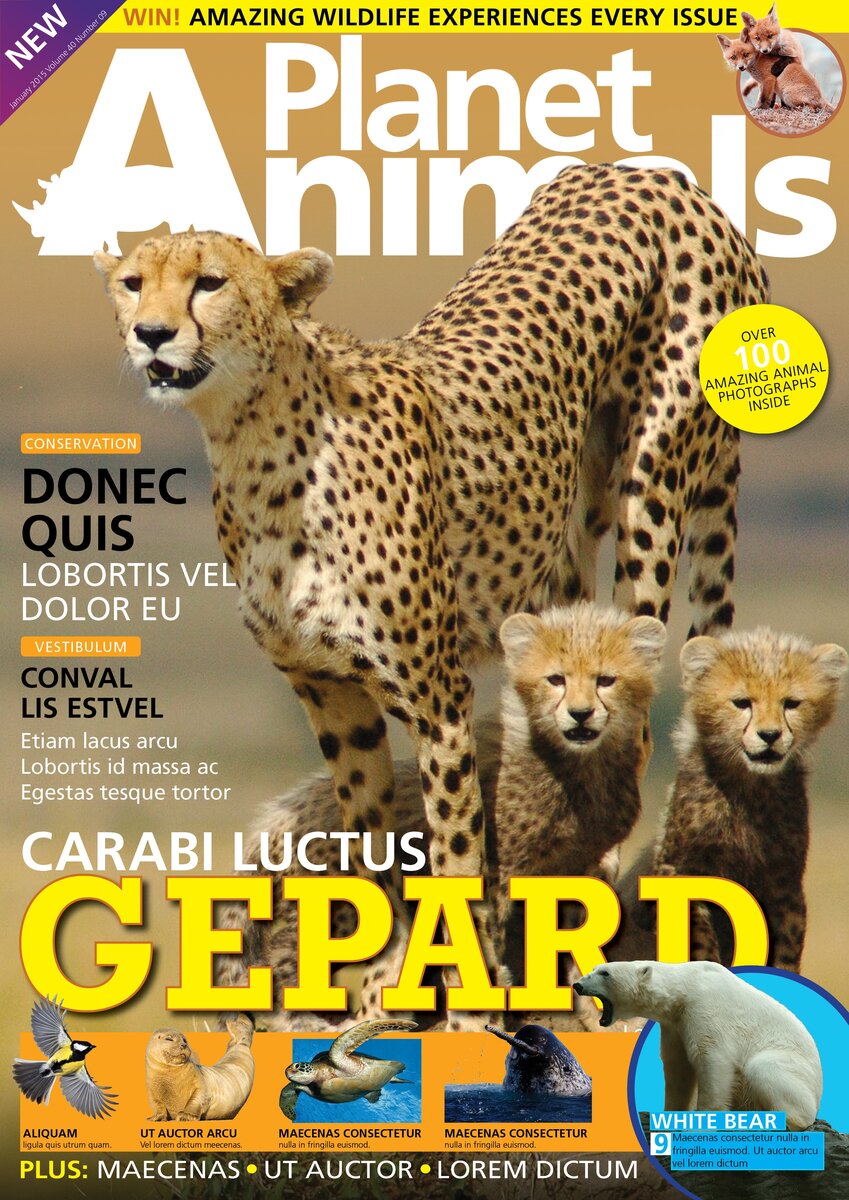 Cover - Content4.jpg