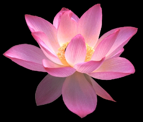 Lotus_Clipart.png