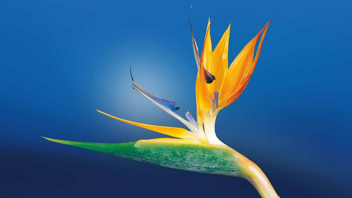 bird_of_paradise_flower.jpg