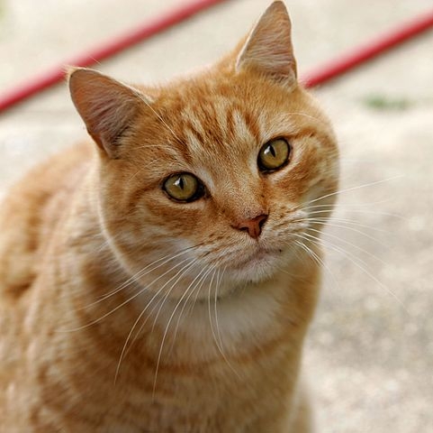 481px-Cat03.jpg