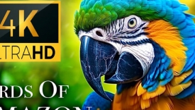 Thiết kế Thumbnail
